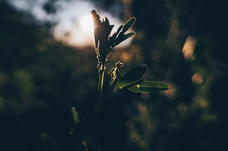 Finding Beauty in Slow Mornings